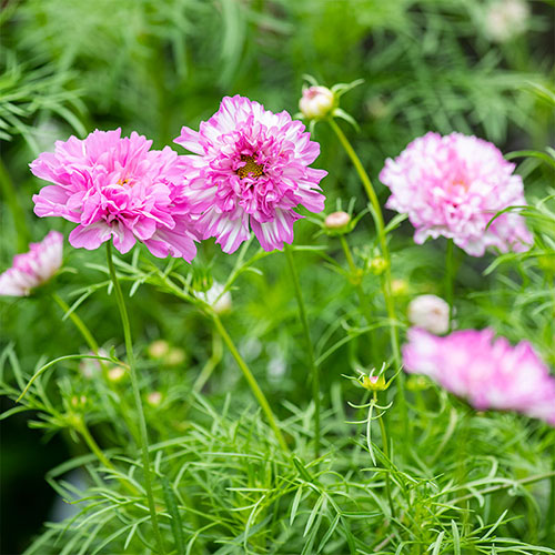 Cosmos ‘Double Click Pink BiColor’