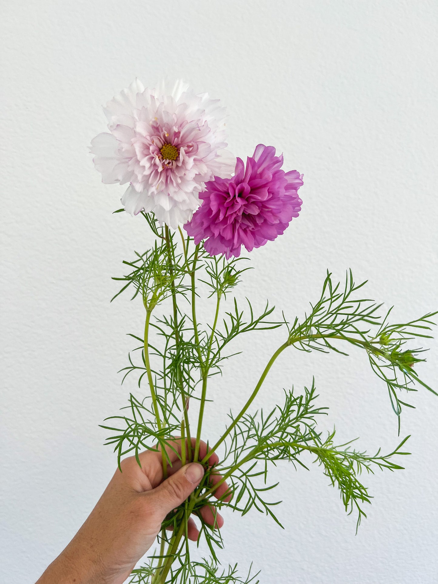 Cosmos ‘Double Click Pink BiColor’