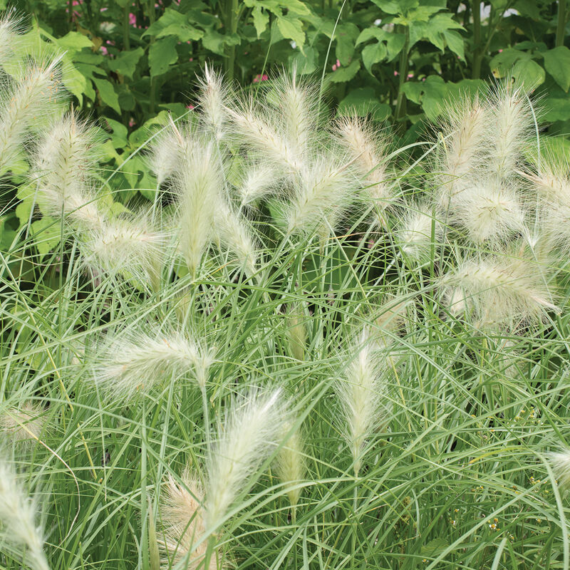 Feathertop Ornamental Grass