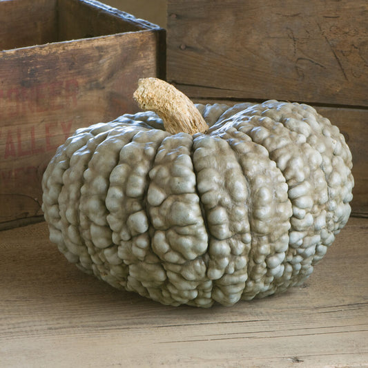 Pumpkin 'Marina di Chioggia'
