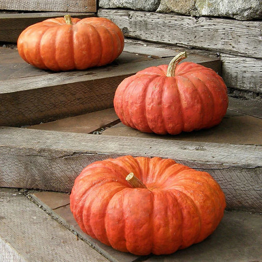 Pumpkin 'Rouge Vif D'etampes'
