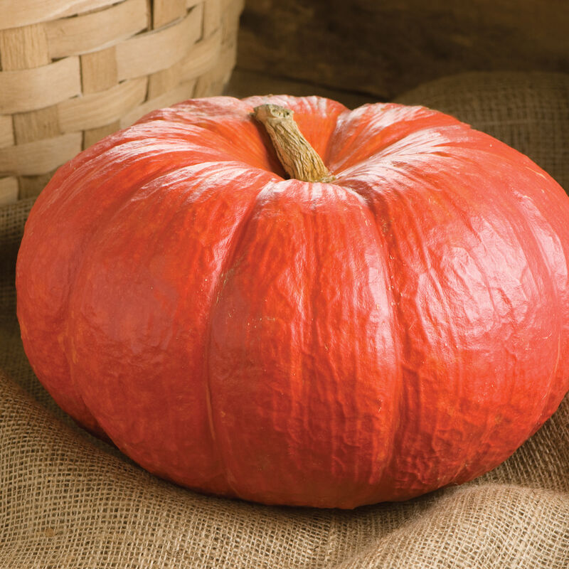 Pumpkin 'Rouge Vif D'etampes'