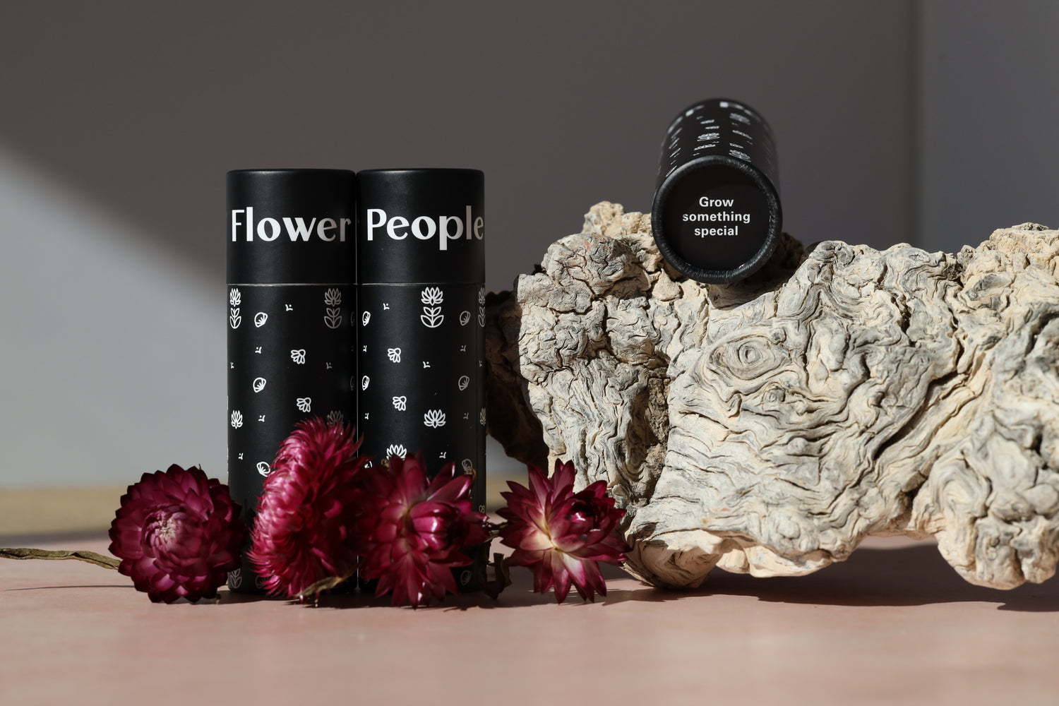 Bachelor's Buttons 'Black Button' – Flower People